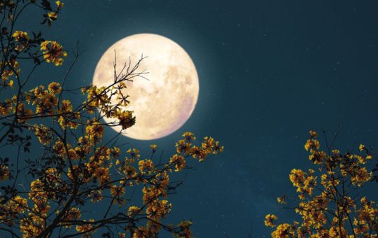 Bạch Nguyệt Quang là gì?